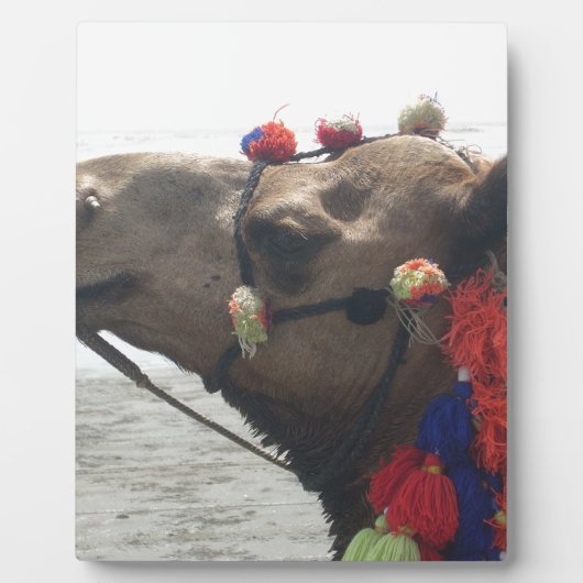 Oman Muscat Camel Fotokunst Print Fotoplaat (Voorkant)