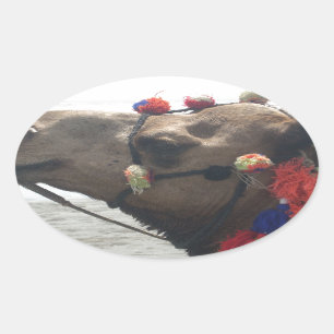 Oman Muscat Camel Fotokunst Print Ovale Sticker