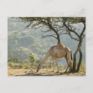 Oman, regio Dhofar, Salalah. Camel Briefkaart