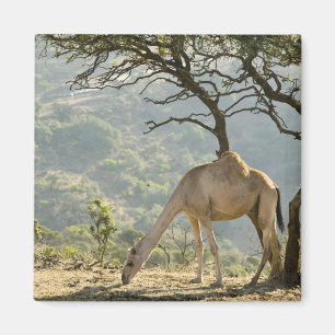 Oman, regio Dhofar, Salalah. Kameel Magneet