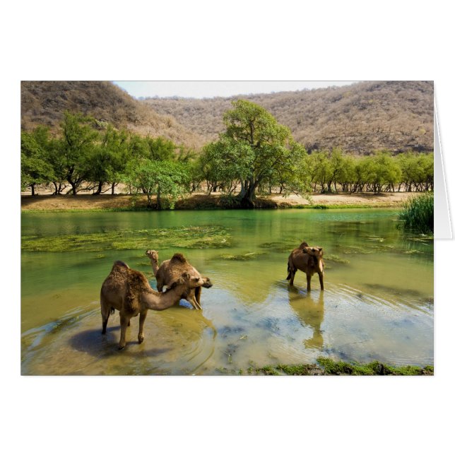 Oman, Wadi darbat (Devant horizontal)