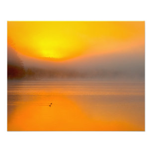 Ombre Sunrise Shining on Two Ducks Natuur Foto - Afdruk
