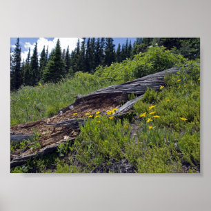 Omgevallen boom en wilde bergbloemen poster
