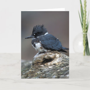 Omgorde Ijsvogel Kaart