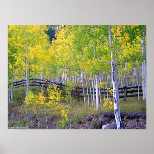 Omheining met Aspens Poster (Voorkant)
