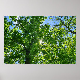 Omhoog kijken naar groene bladeren en blauwe lucht poster
