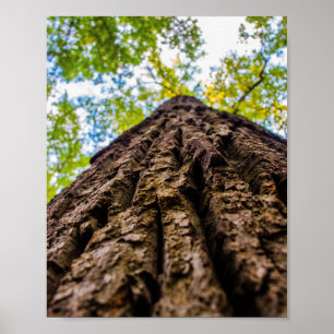 Omhoog kijken poster