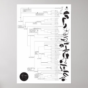 Omkeren: De dierboom van het leven onderzoeken Poster