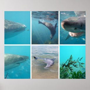 Omlaag onder het Zee Ocean Life Animals Australië Poster