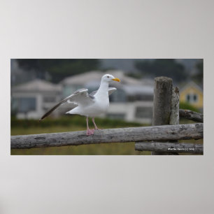 On the Fence II - Poster/Afdrukken Poster