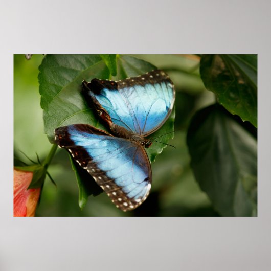 On the Green Poster (Voorkant)