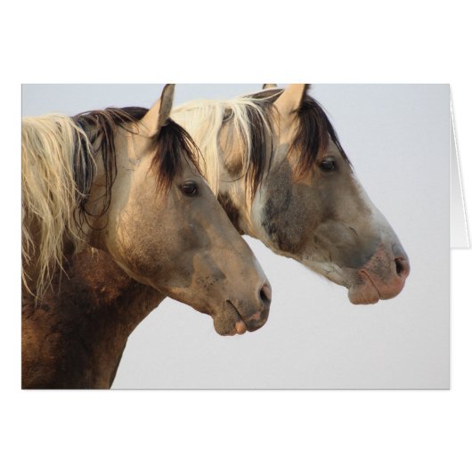 ONAQUI Chevaux sauvages Vide Note Carte Pintos (Devant horizontal)
