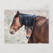 Onaqui Wild Horses Briefkaart (Voorkant)