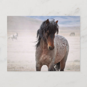 Onaqui Wild Horses Briefkaart