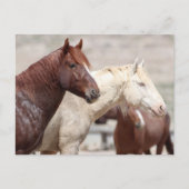 Onaqui Wild Horses Briefkaart (Voorkant)