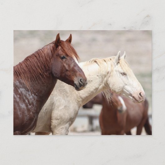 Onaqui Wild Horses Briefkaart (Voorkant)