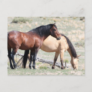 Onaqui Wild Horses Briefkaart