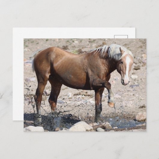 Onaqui Wild Horses Briefkaart (Voorkant / Achterkant)