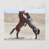 Onaqui Wild Horses Briefkaart (Voorkant)