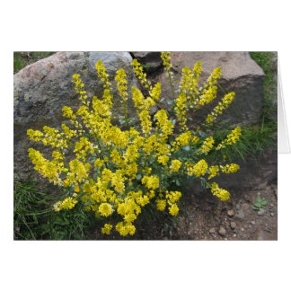 Onbekende bloemen, Alpe di Siusi, Italië