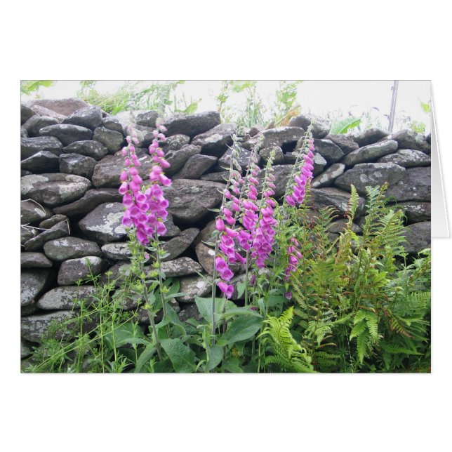 Onbekende bloemen, Dingle Peninsula, Ierland (Voorkant Horizontaal)