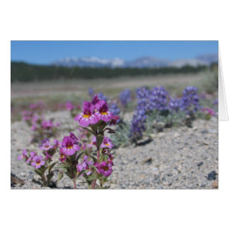 Onbekende bloemen en lupine, nationaal park Yosemi