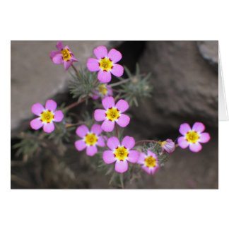 Onbekende bloemen, nationaal park Sequoia