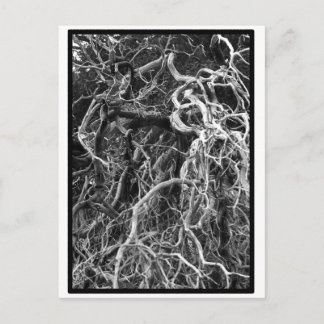 Onbewerkt Briefkaart