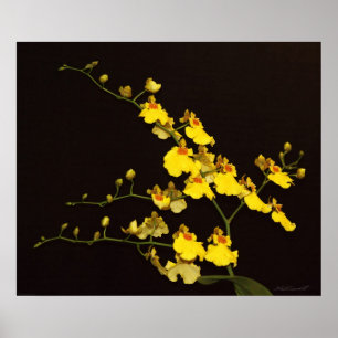 Onc Yellow Orchid Art Print -24x20 -of kleiner