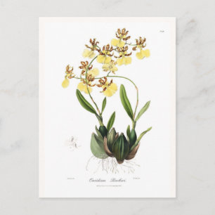 Oncidium Barkeri Briefkaart