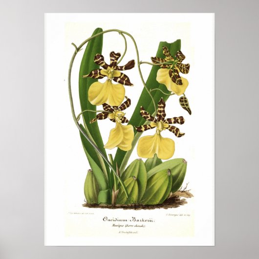 Oncidium barkerii poster (Voorkant)