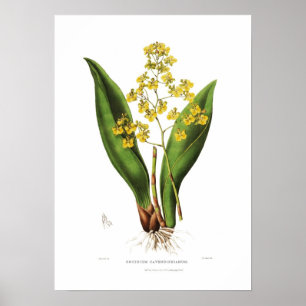 Oncidium cavendishianum van Miss S A Drake. Poster