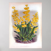 Oncidium Cheirophorum Golden Yellow Orchid Poster (Voorkant)