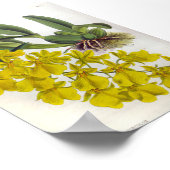 Oncidium concolor  Lindenia Orchids Poster (Hoek)