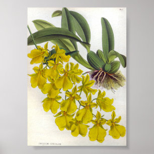 Oncidium concolor  Lindenia Orchids Poster