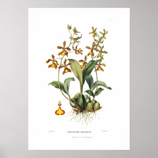 Oncidium insleayi van Miss Drake. Poster (Voorkant)