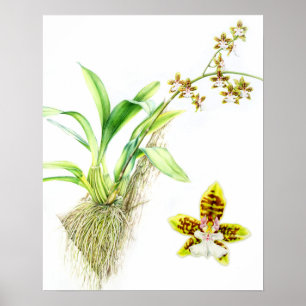Oncidium Leucochilum fijnkunst orchidee aquarel Poster
