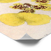Oncidium Marshallianum Orchidee Flower Poster (Hoek)