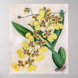  Oncidium Marshallianum Orchidee Flower Poster