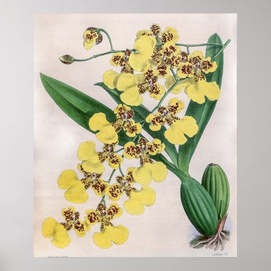 Oncidium Marshallianum Orchidee Flower Poster (Voorkant)