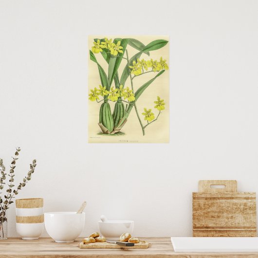  Oncidium Sessile Orchidee Flower Poster (Keuken)