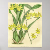  Oncidium Sessile Orchidee Flower Poster (Voorkant)