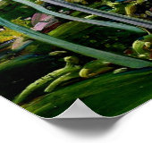 Onder de passaatwinden, Barbados Poster (Hoek)