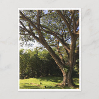 Onder de regenboom briefkaart