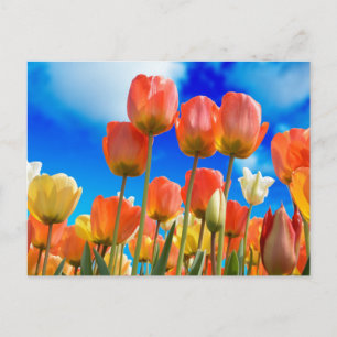 Onder een Tulip Sky Briefkaart