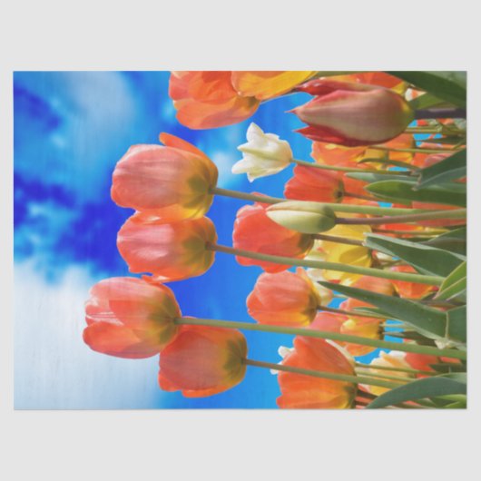 Onder een Tulip Sky Tissuepapier (Voorkant)