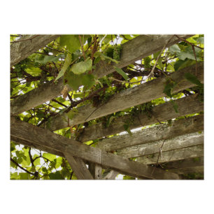 Onder een wijnstokboekje perfect poster