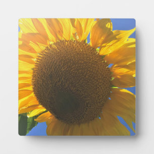 Onder een zonnebloem fotoplaat