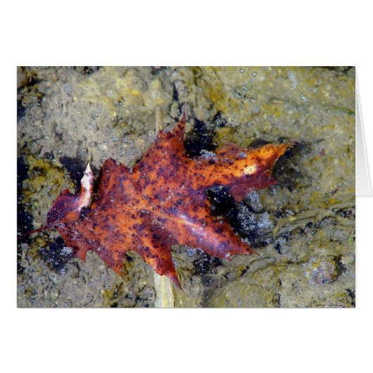 Onder water (Voorkant Horizontaal)