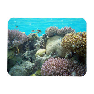 Onder water, koraalrif, magneet